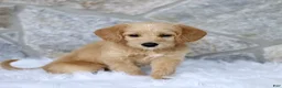 Labradoodle dogs for sale: Chloe  - Ad 3