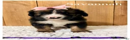 Bernedoodle dogs for sale: Savannah- Standard F1 - Ad 3