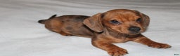 Miniature Dachshund dogs for sale: Snicker Mini  - Ad 14