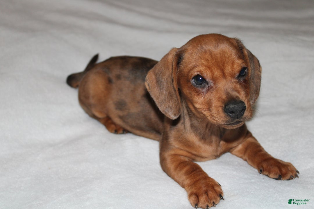 Miniature Dachshund dogs for sale: Snicker Mini  - Ad 14