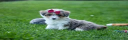 Corgipoo dogs for sale: NANCY - Ad 3