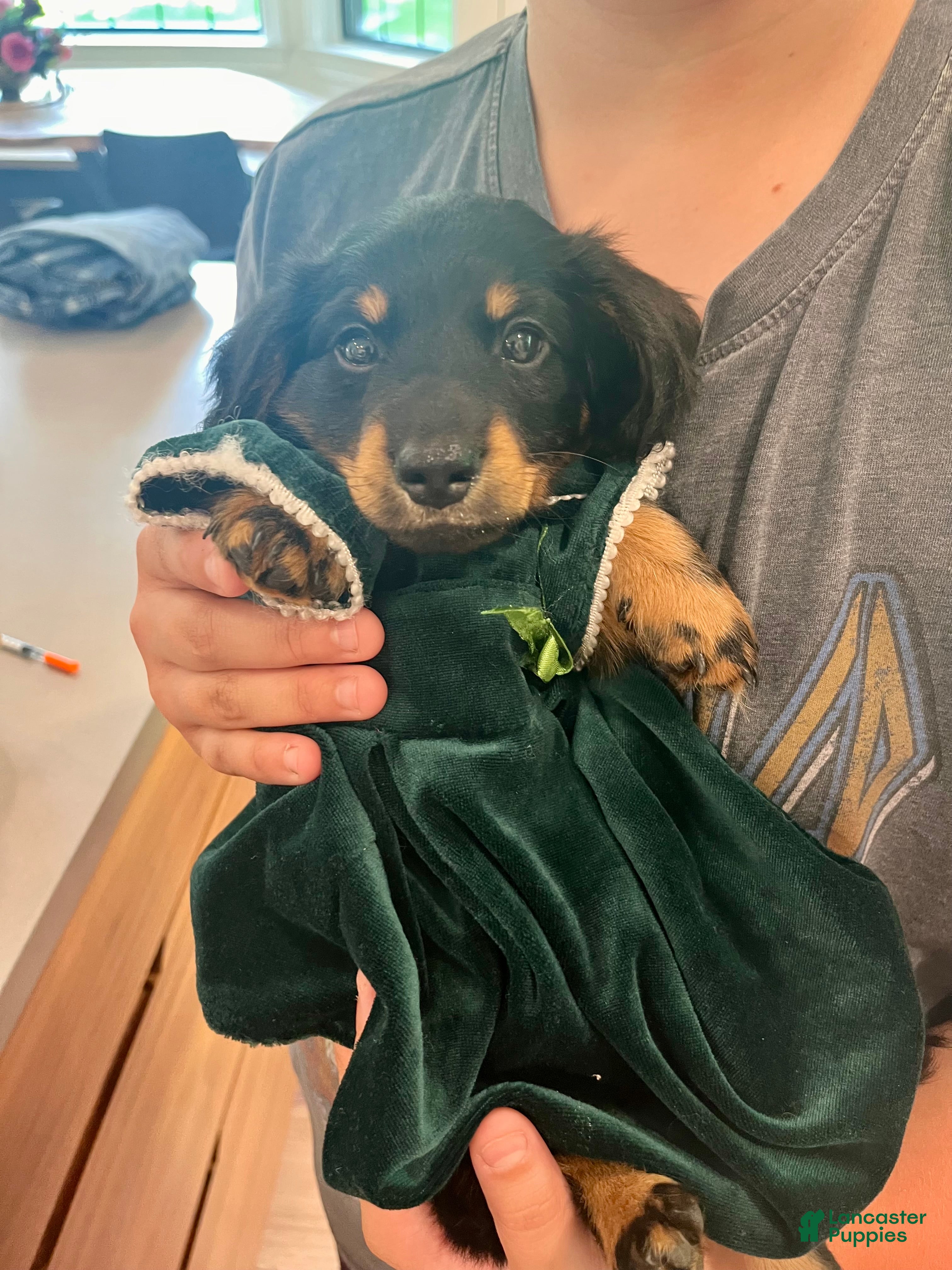 Dachshund dogs Okami - Ad 2