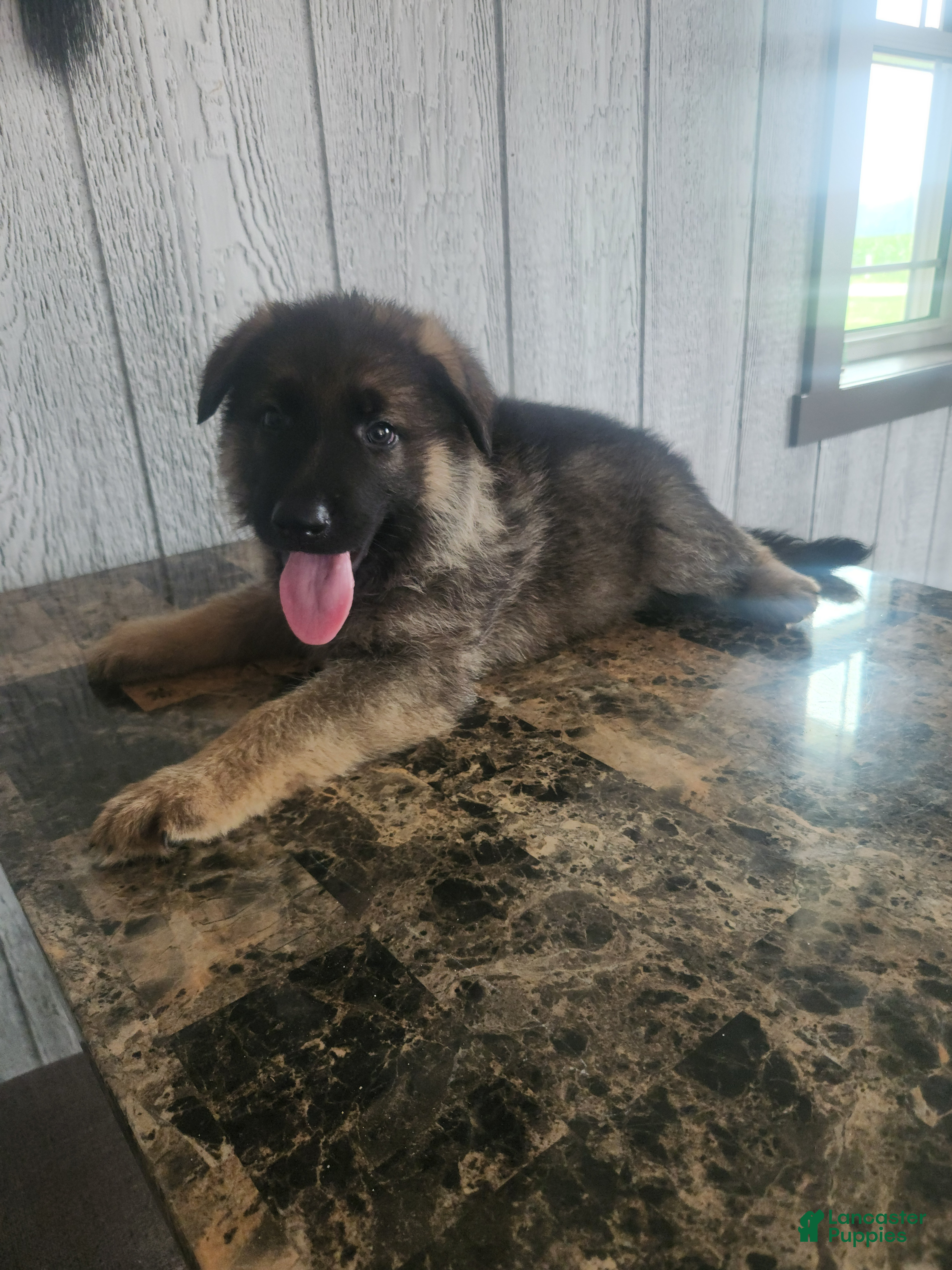 German Shepherd dogs Charlie - Ad 1