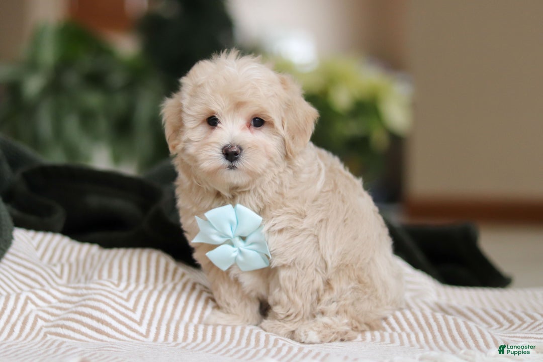 Maltipoo dogs for sale: Kyle - Ad 4