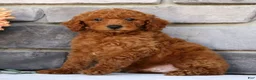 Miniature Poodle dogs for sale: Neo - Ad 1
