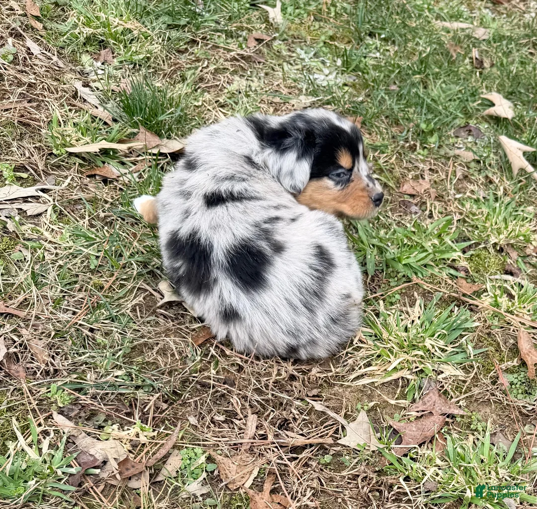 Australian Shepherd dogs for sale: Rex - Ad 9