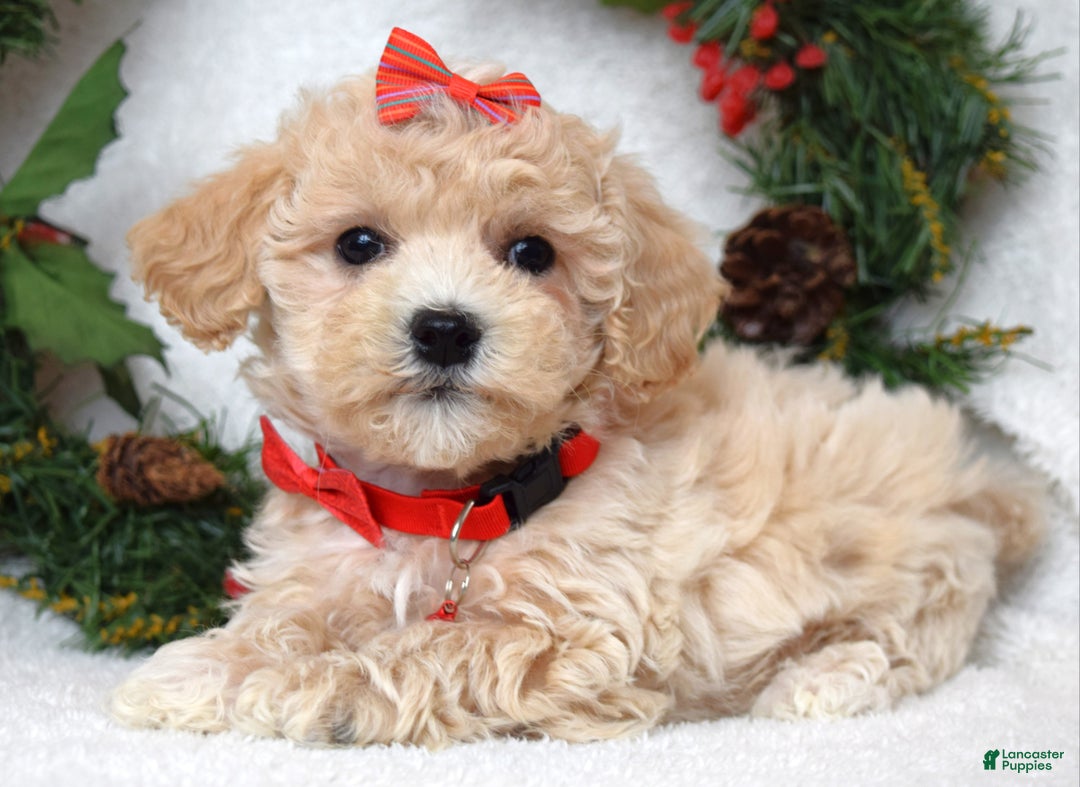Maltipoo dogs for sale: Lola - Ad 8