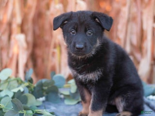 German Shepherd dogs - Ad 32