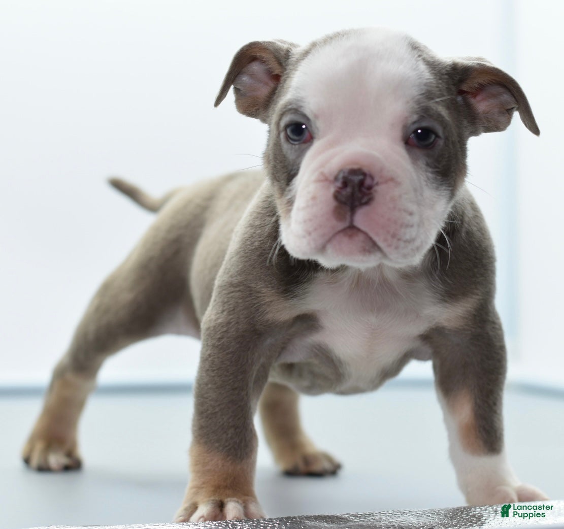Mixed Breed dogs Duece mini bulldog  - Ad 2