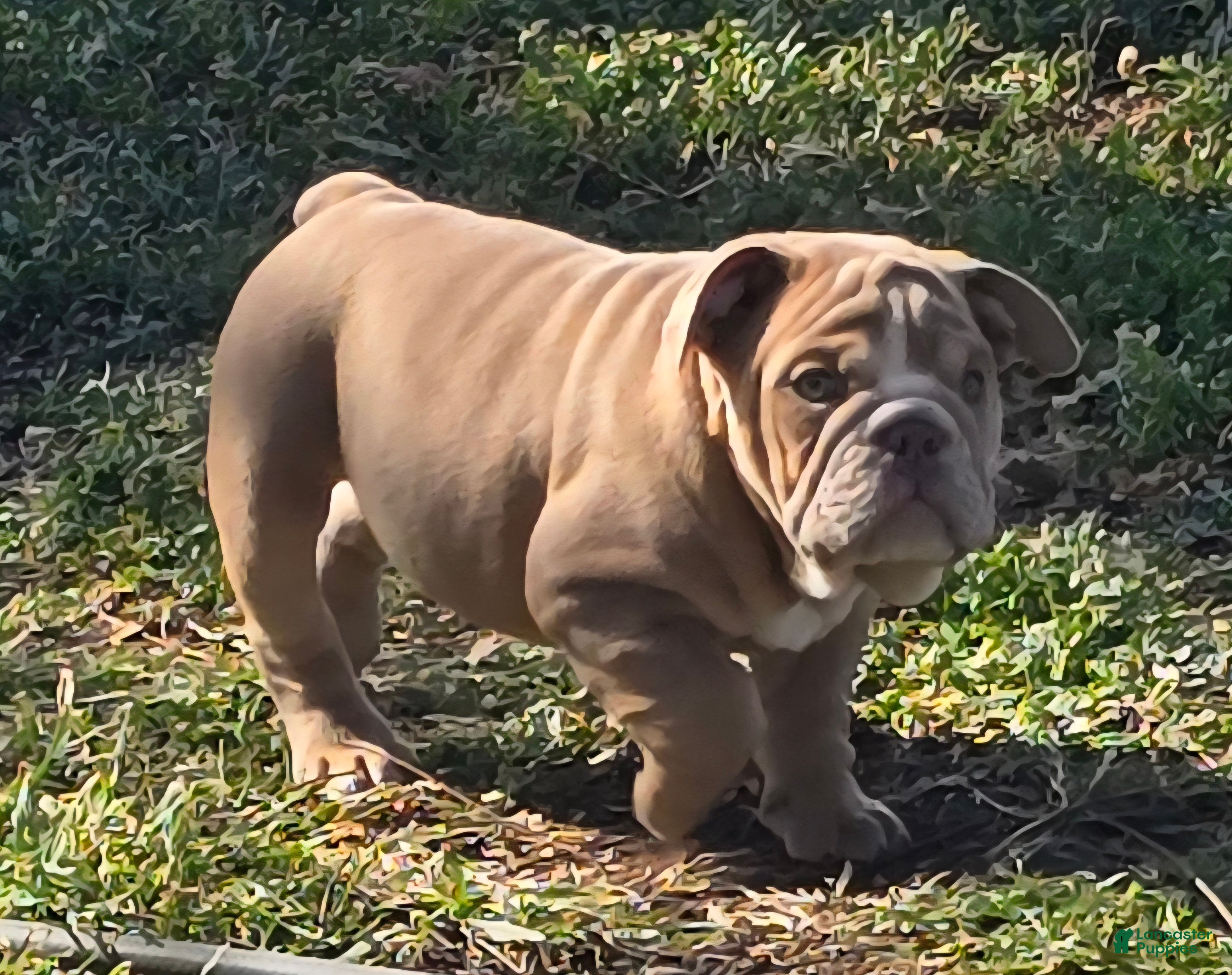 English Bulldog dogs Clouse - Ad 5