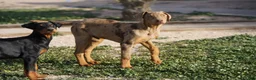Mixed Breed dogs for sale: Lilac Fawn Merle M1 RT - Ad 2