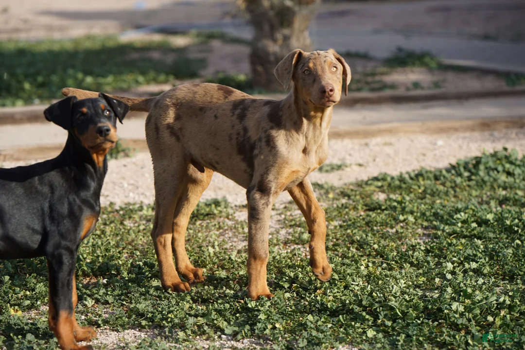 Mixed Breed dogs for sale: Lilac Fawn Merle M1 RT - Ad 2
