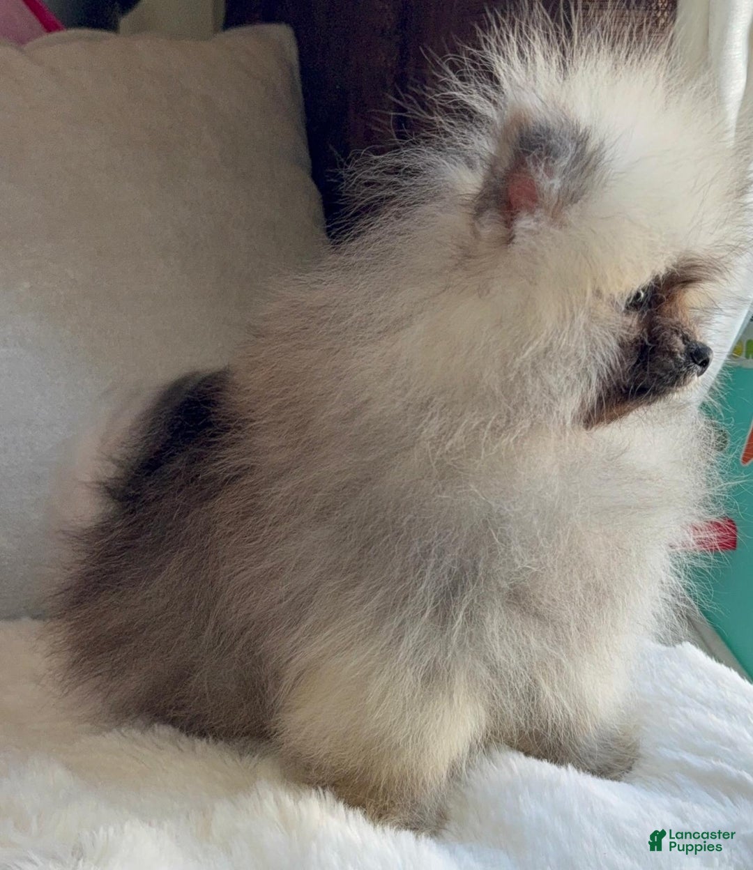 Pomeranian dogs for sale: Pomeranian Puppy victoria  - Ad 4