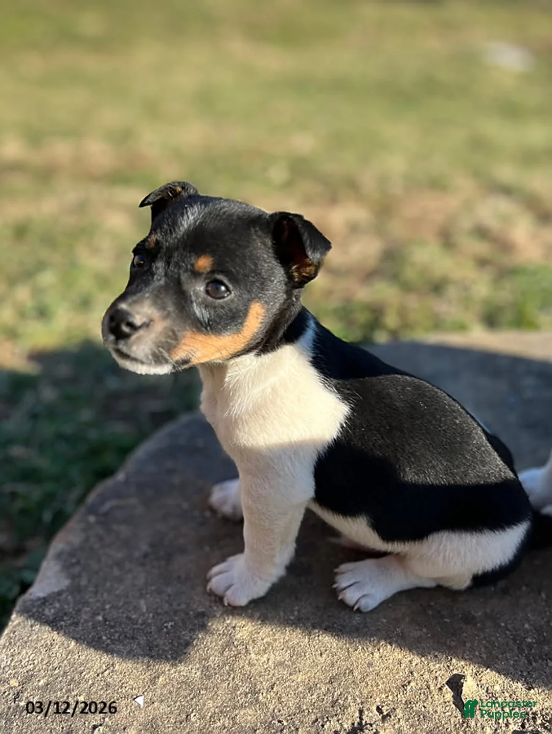 Jack Russell Terrier dogs for sale: Justin - Ad 1