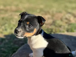 Jack Russell Terrier dogs for sale: Justin - Ad 4