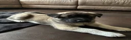 Akita dogs for sale: Akita 6 - Ad 3
