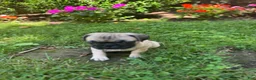 Frug dogs for sale: Frug 4 - Ad 7