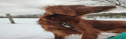 Irish Setter dogs for sale: Irish Setter Puppy 1 - Ad 3