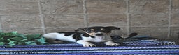 Jack Russell Terrier dogs for sale: Ace - Ad 1