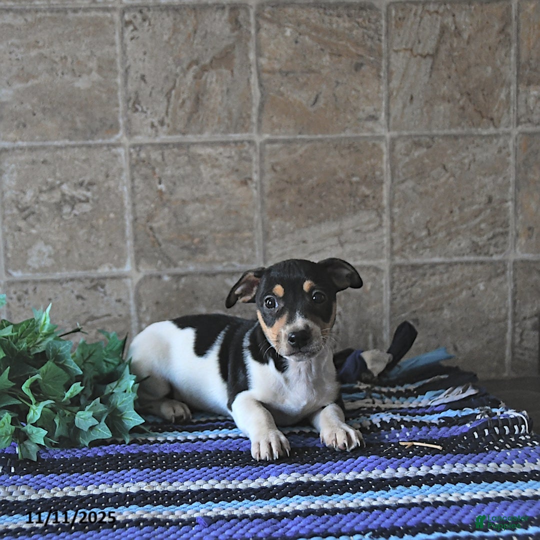 Jack Russell Terrier dogs for sale: Ace - Ad 1