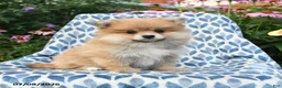 Pomeranian dogs for sale: Mercy - Ad 4