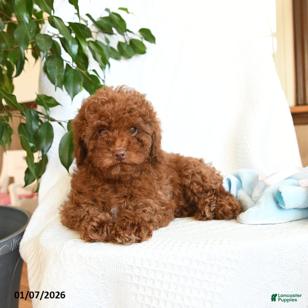 Toy Poodle dogs for sale: Ezra - Ad 3