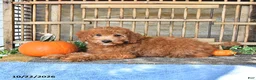 Mini Goldendoodle dogs for sale: Chester - Ad 3