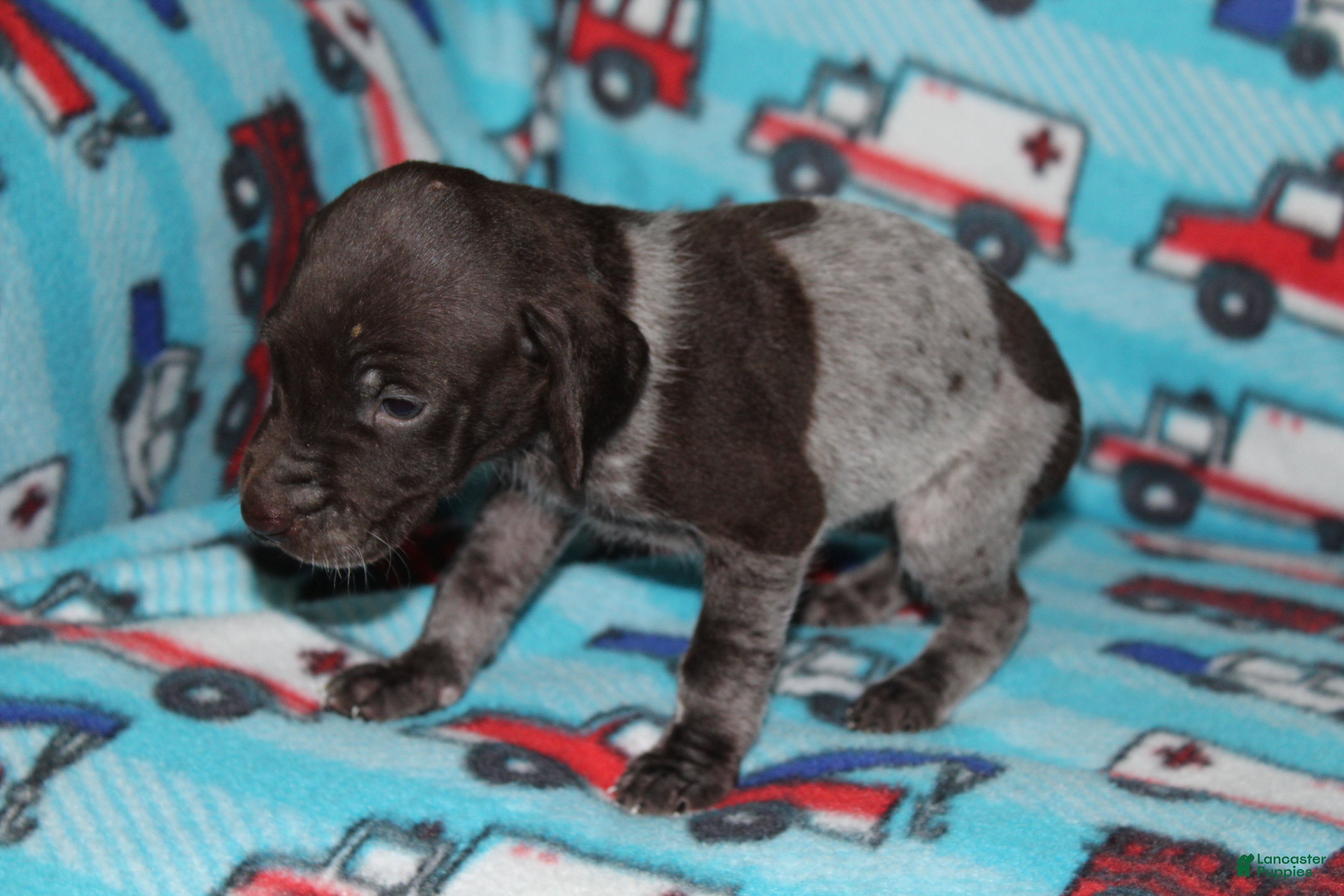 German Shorthaired Pointer dogs Rose - Ad 1