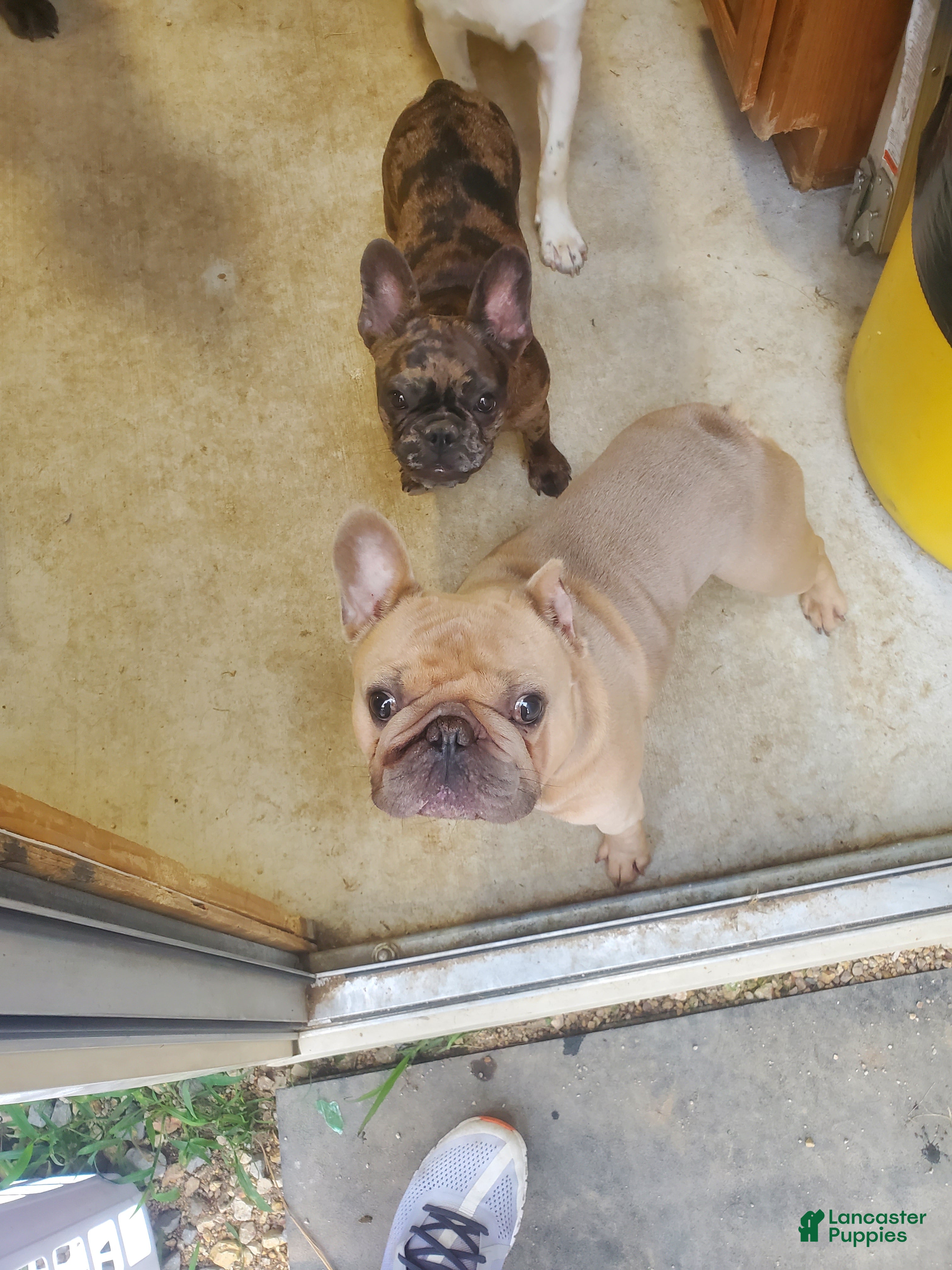 Dozer.