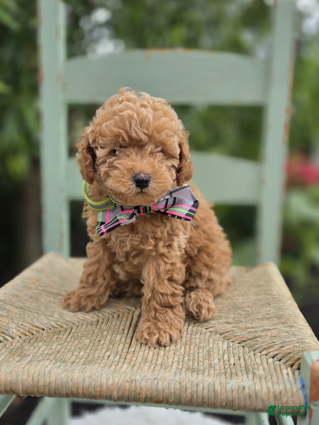 Miniature Poodle dogs for sale: Beth - Ad 4