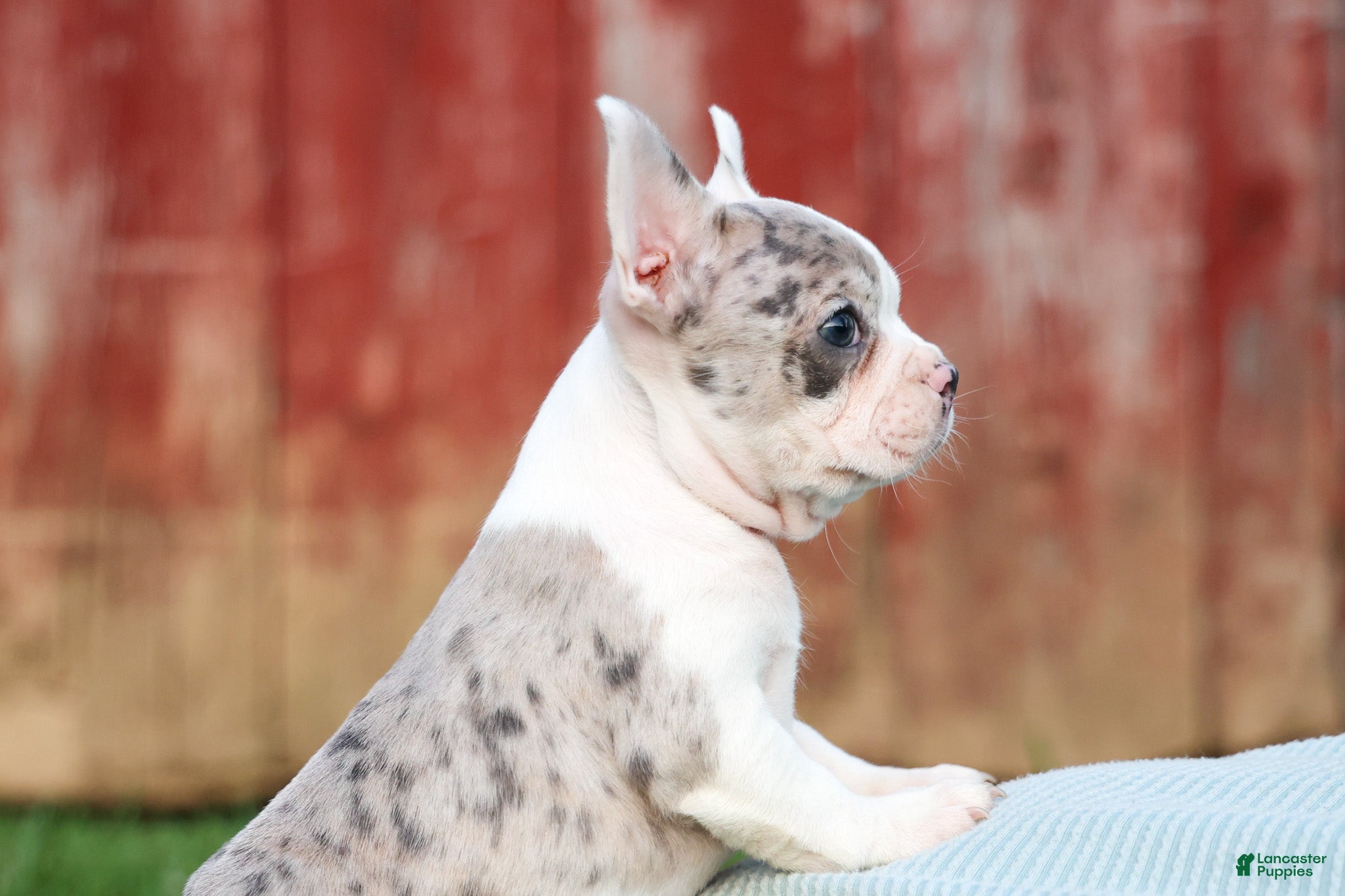 Frenchton dogs MARLEY - Ad 1