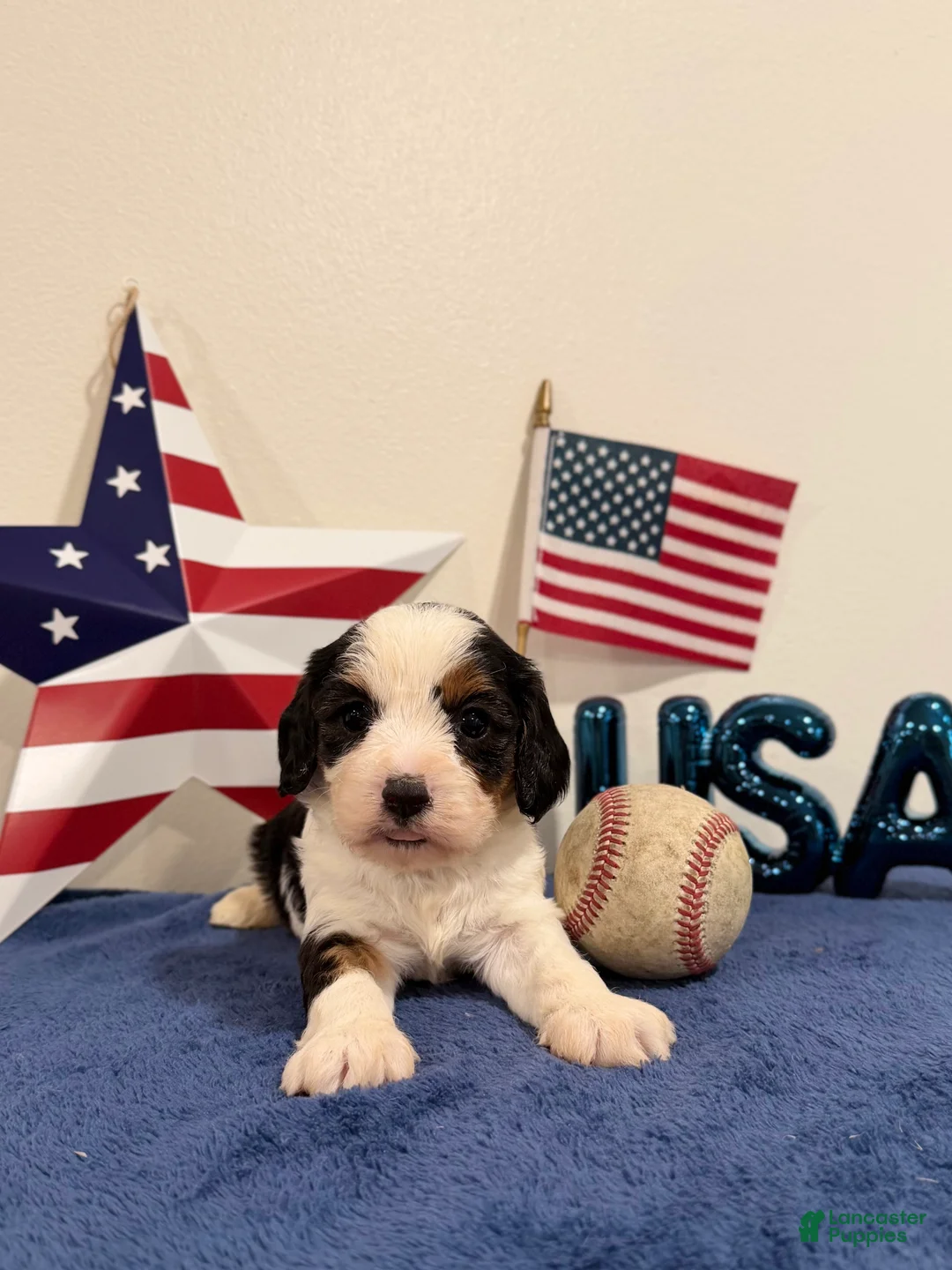 Cavapoo dogs for sale: Yankee - Ad 1