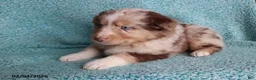 Australian Shepherd dogs for sale: Mooch  - Ad 4