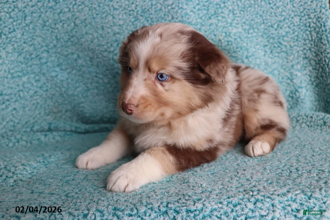 Australian Shepherd dogs for sale: Mooch  - Ad 4