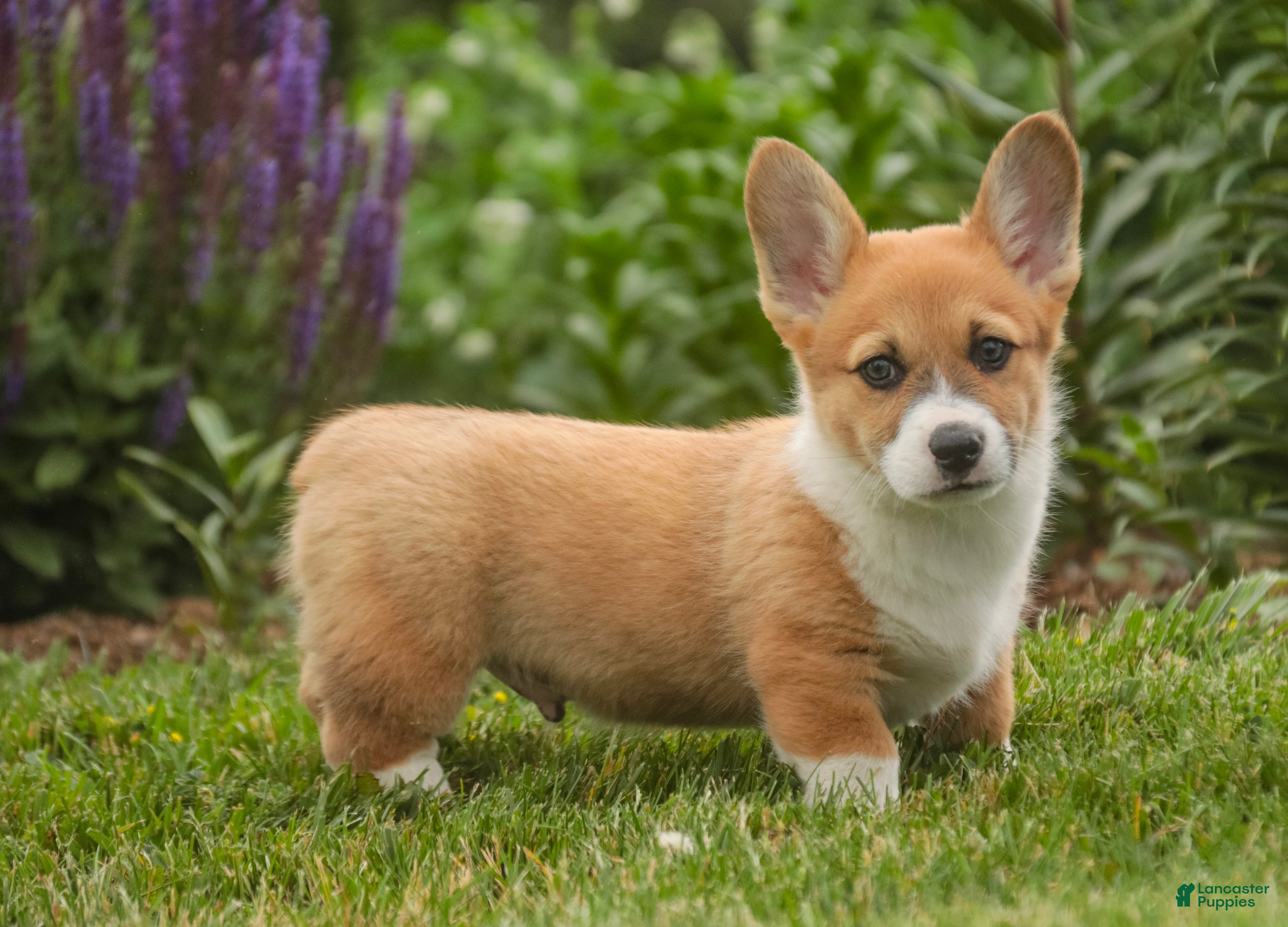 Welsh Corgi Pembroke dogs Ripley - Ad 1