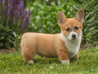 Welsh Corgi Pembroke dogs for sale: Ripley - Ad 1