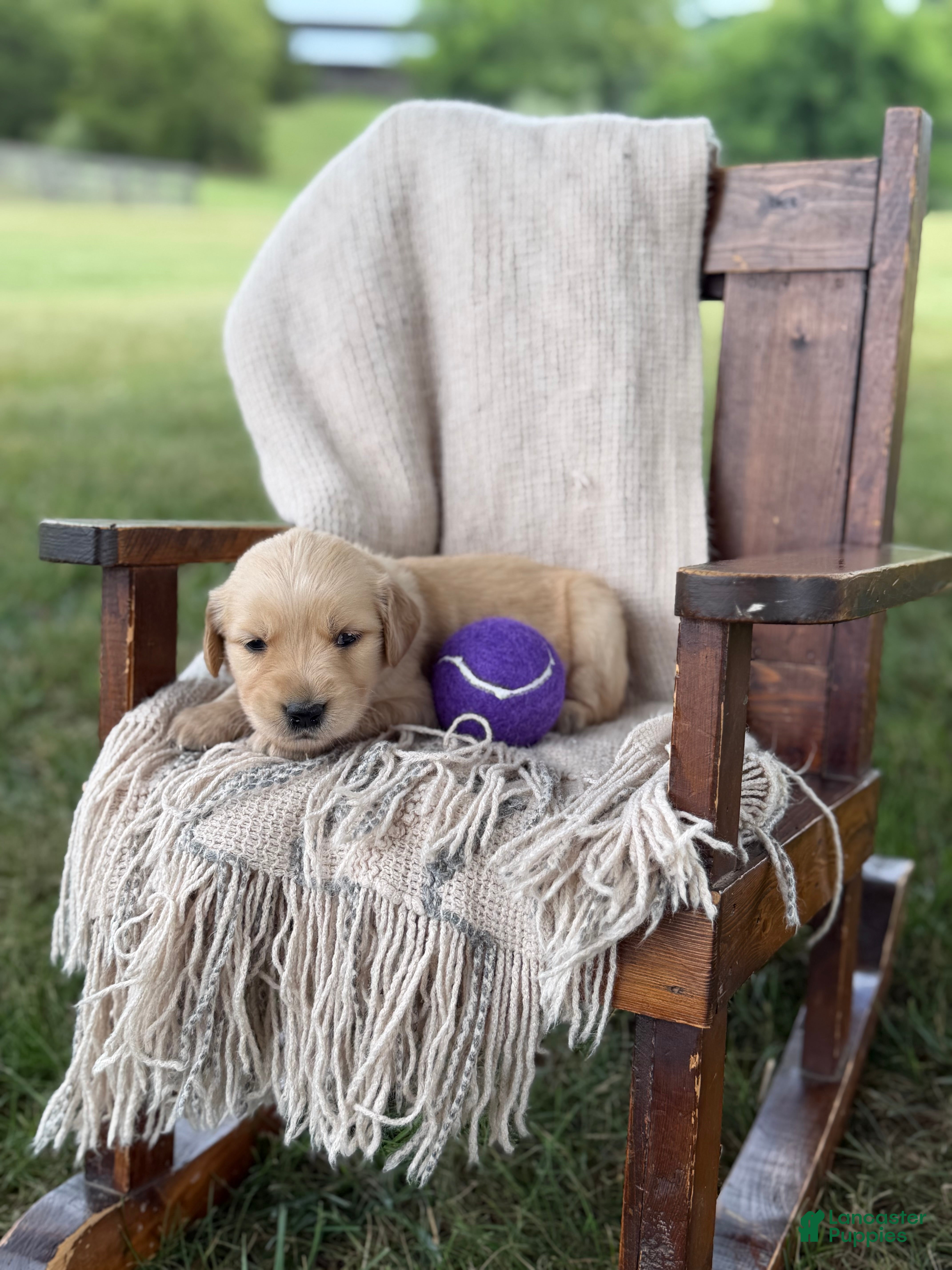 Golden Retriever dogs Elizabeth  - Ad 1