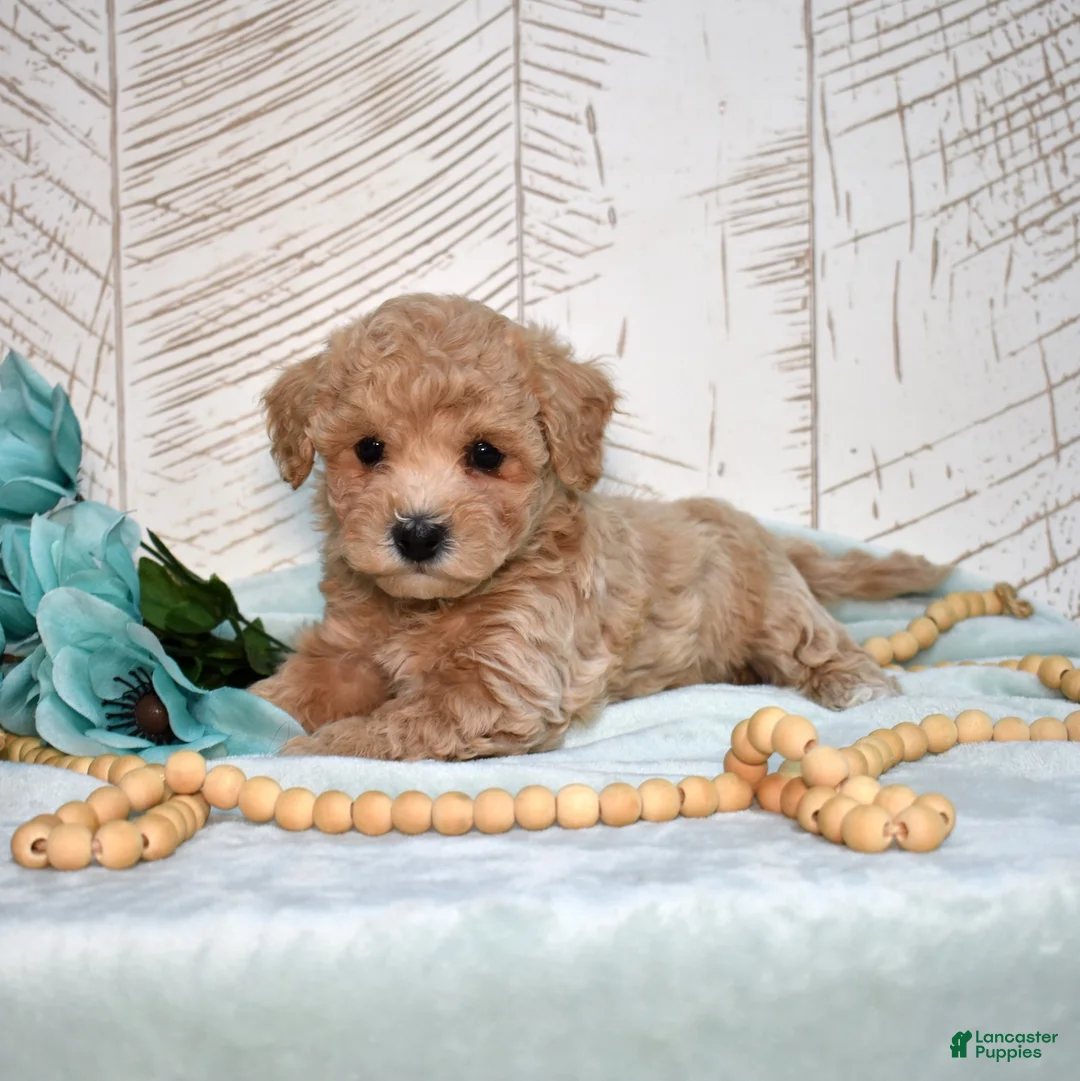 Bichpoo dogs for sale: Maui - Ad 2
