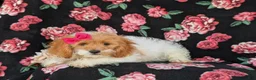 Cavapoo dogs for sale: Susanna - Ad 4