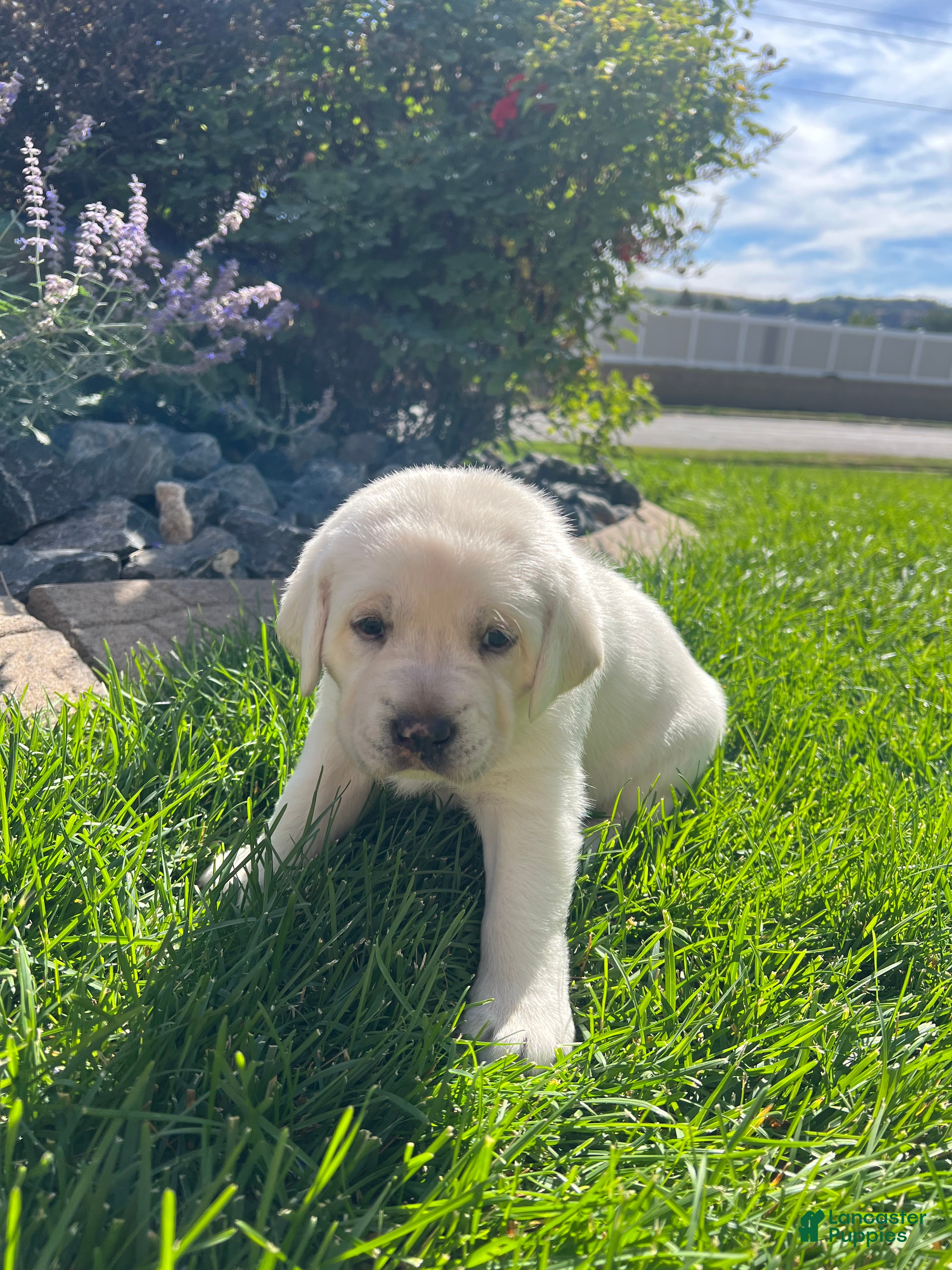 Labrador Retriever dogs Labrador Retriever 4 - Ad 7
