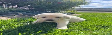 Labrador Retriever 4