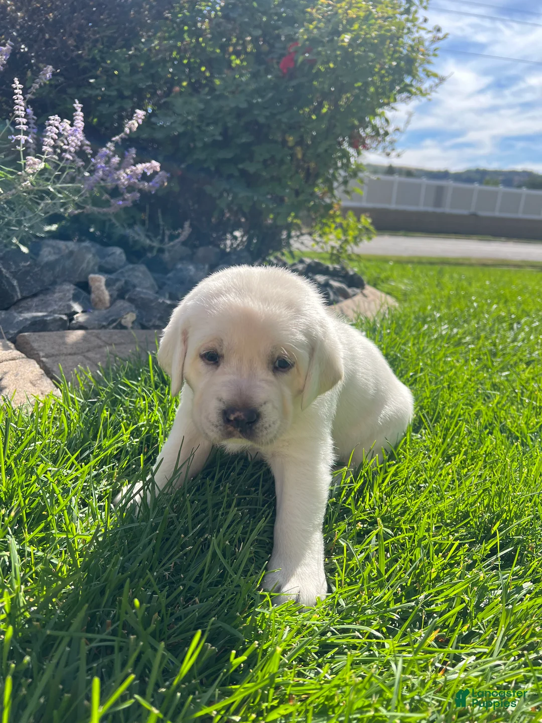 Labrador Retriever dogs for sale: Labrador Retriever 4 - Ad 1