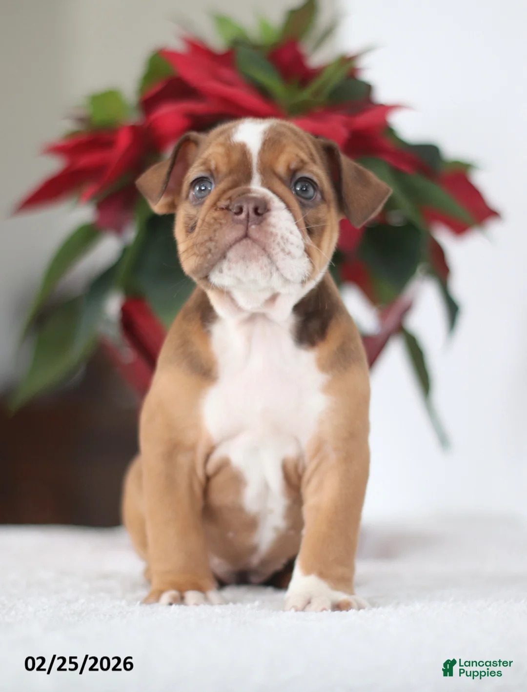 English Bulldog dogs for sale: Roxie - Ad 2