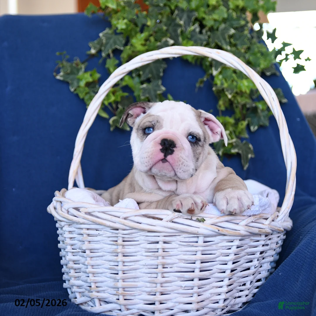 English Bulldog dogs for sale: Duke - Ad 2
