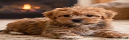 Morkie dogs for sale: Rusty - Ad 3