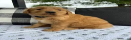 Golden Retriever dogs for sale: Bones - Ad 16