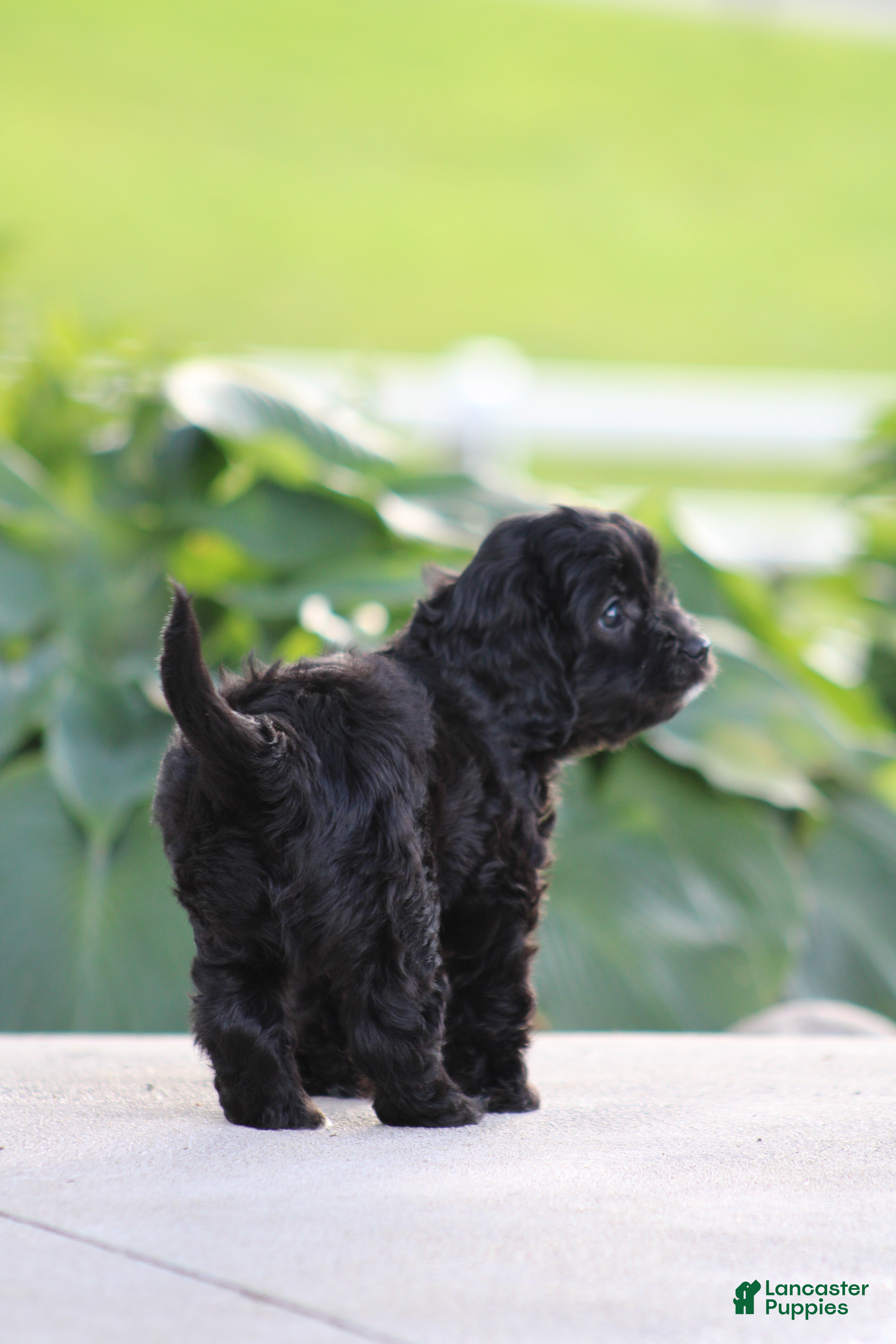 Cavapoo dogs Cooper - Ad 2