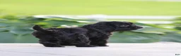 Cavapoo dogs for sale: Cooper - Ad 2