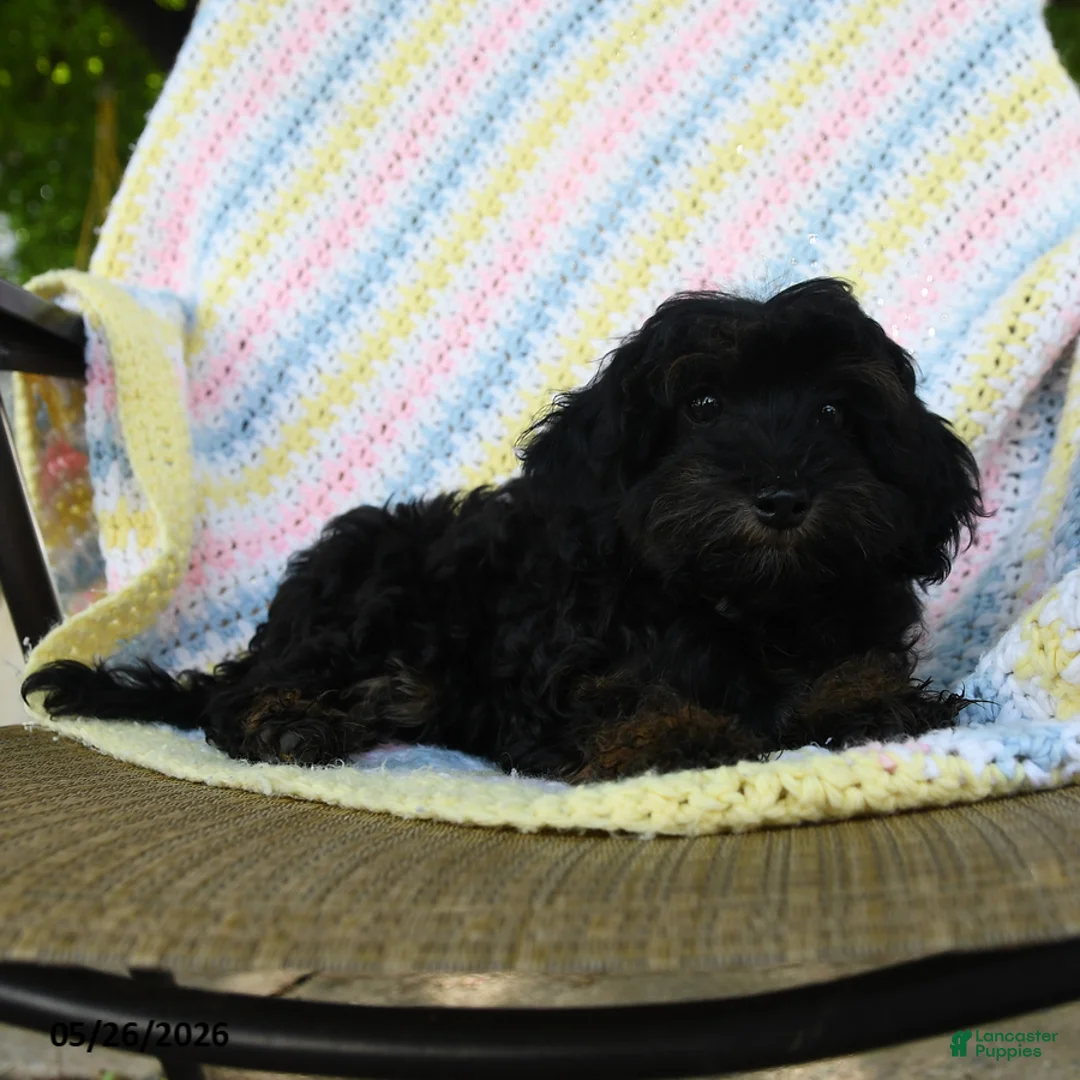 Havapoo dogs for sale: Button - Ad 2
