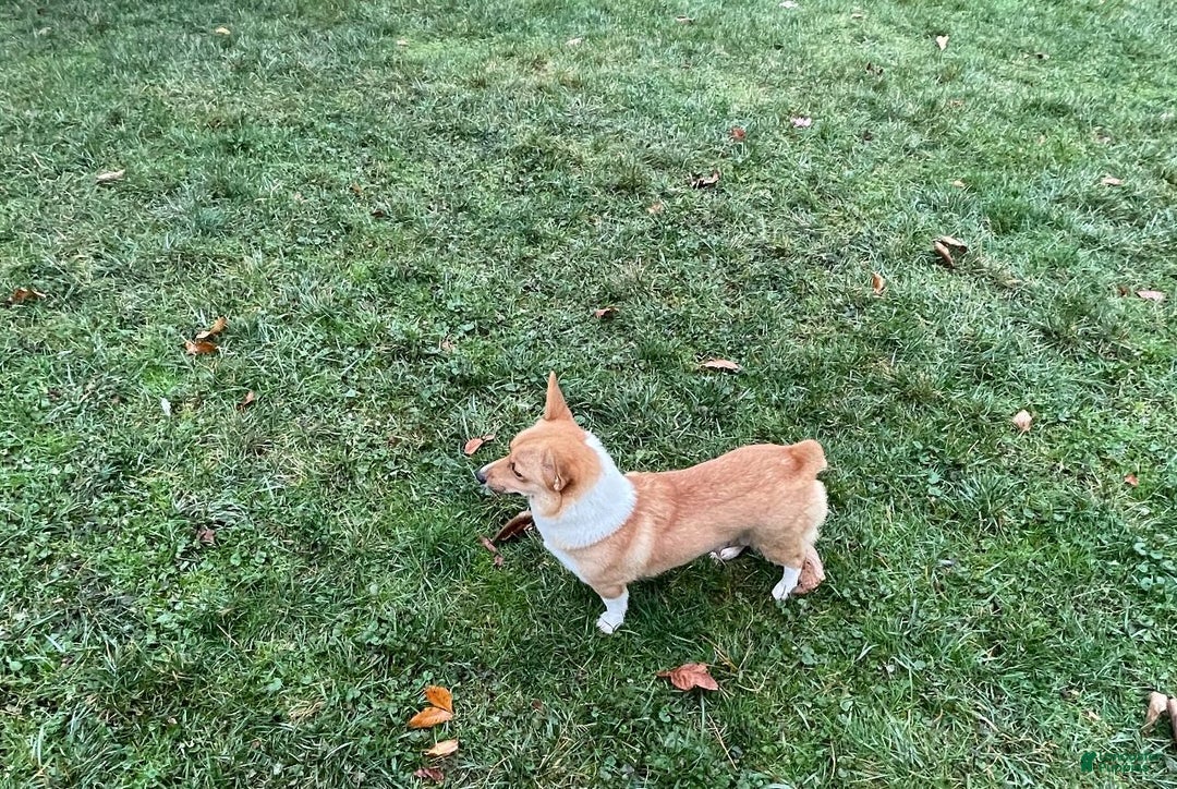 Welsh Corgi Pembroke dogs for sale: Chloe - Ad 10